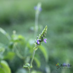 Chia Flower - Costa Rica