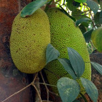 Jackfruit