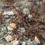 Red Army Ants