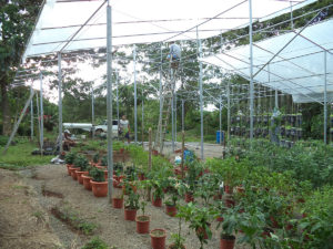 Split roof hydroponics greenhouse