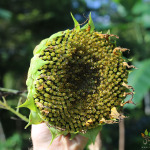 Immature Sunflower