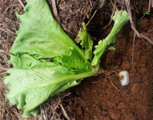 Scarab Beetle Larvae - Jogoto Killing Lettuce