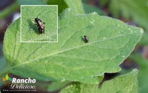 Tomato Leaf Borer