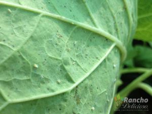 White Flies and Their Eggs