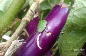 Costa Rica Stinkbug on Eggplant