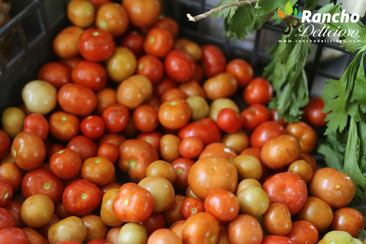 Cherry Tomato Harvest - 1200px
