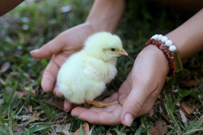 Baby Chicken