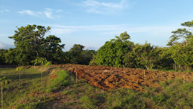 Lot 1 - Plowed for Planting Plantains and Yucca
