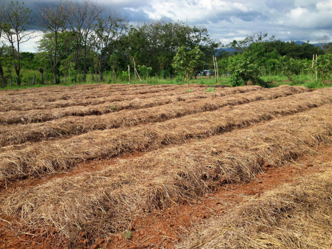 Mulched Bed Farming
