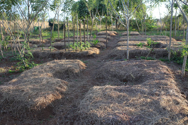 Mulched Beds with Partial Shade