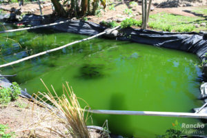 Tilapia Pond with Algae Bloom